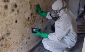 Mold Inspection