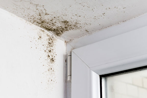 mold-in-corner-on-drywall