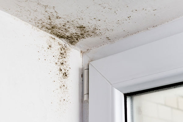 How to Detect Mold Behind Drywall | Rock Environmental | Rochester, NY