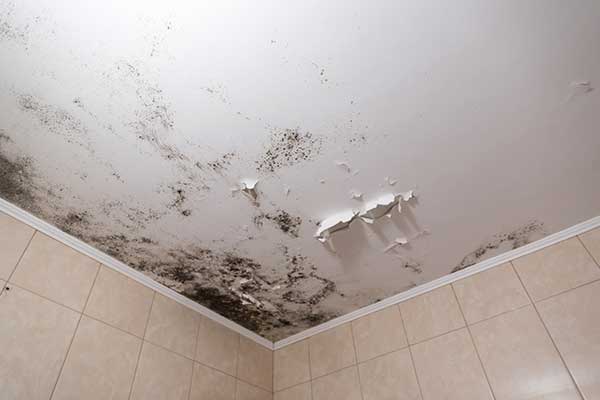 Mold Caused by Water Damage