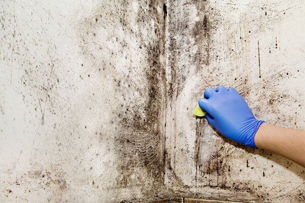 mold inspection